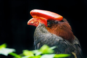 The rufous hornbill (Buceros hydrocorax), also known as the Philippine hornbill and locally as kalaw (pronounced kah-lau), is a large species of hornbill.