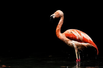 Phoenicopterus ruber. American Flamingo is a type of wading bird in the family Phoenicopteridae, the only bird family in the order Phoenicopteriformes.