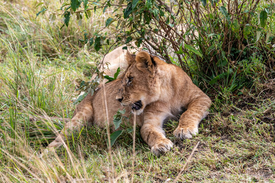 lions are lazily resting in the shade of trees and are caring for their partner 