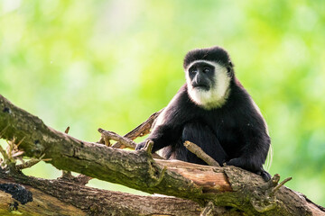 The mantled guereza (Colobus guereza), the eastern black-and-white colobus, or the Abyssinian black-and-white colobus, is a black-and-white colobus, a type of Old World monkey on a branch.