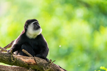 The mantled guereza (Colobus guereza), the eastern black-and-white colobus, or the Abyssinian...