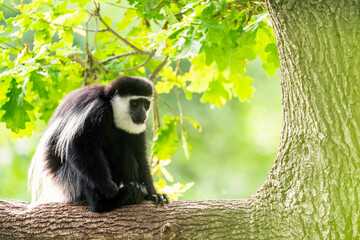 The mantled guereza (Colobus guereza), the eastern black-and-white colobus, or the Abyssinian black-and-white colobus, is a black-and-white colobus, a type of Old World monkey on a branch. - Powered by Adobe