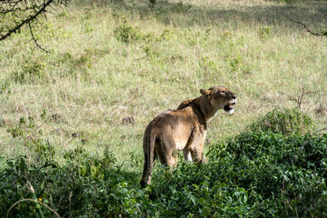 Naklejka premium lions are lazily resting in the shade of trees and are caring for their partner 