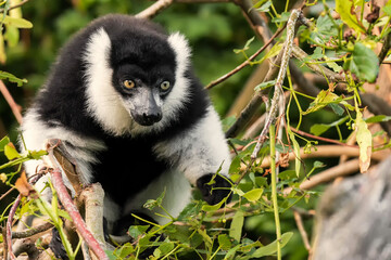 Another sexually dichromatic subspecies, the white-fronted brown lemur ranges throughout the rainforest remnants of northeastern Madagascar.