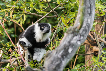 Another sexually dichromatic subspecies, the white-fronted brown lemur ranges throughout the rainforest remnants of northeastern Madagascar.