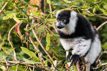 Another sexually dichromatic subspecies, the white-fronted brown lemur ranges throughout the rainforest remnants of northeastern Madagascar.