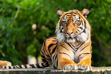 The Siberian tiger is a tiger from a specific population of the Panthera tigris tigris subspecies...
