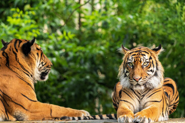 The Bengal tiger is a tiger from a specific population of the Panthera tigris tigris subspecies that is native to the Indian subcontinent.