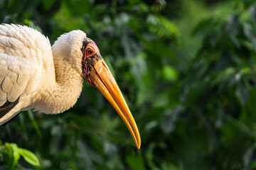 The milky stork (Mycteria cinerea) is a stork species found predominantly in coastal mangroves around parts of Southeast Asia. It is native to parts of Cambodia, Vietnam, Malaysia and Indonesia.
