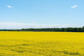 Colorful yellow spring rapeseed field on a sunny day with beautiful blue sky