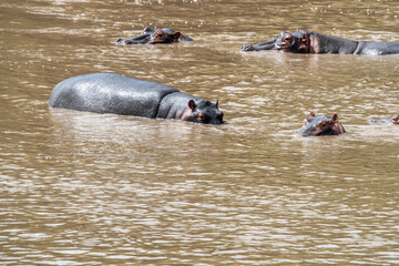 hippos in their water element and on the banks of the river with offspring
