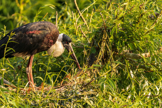 Black stork walking in grass on green blur background. Ciconia nigr a is a large bird in the stork family Ciconiidae. Live in Europe and Asia.