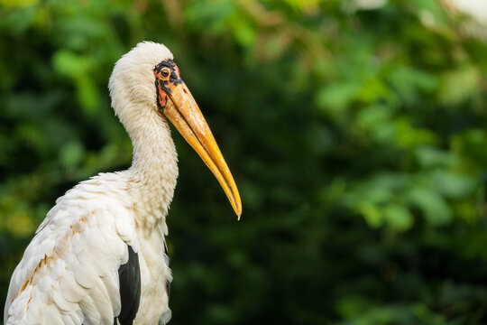The milky stork (Mycteria cinerea) is a stork species found predominantly in coastal mangroves around parts of Southeast Asia. It is native to parts of Cambodia, Vietnam, Malaysia and Indonesia.
