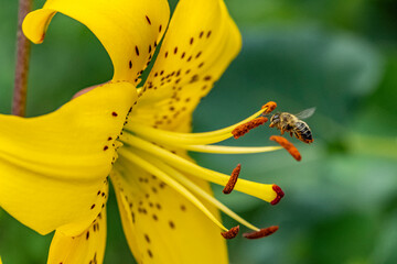 Biene und gelbe Lilie © BerndVollmer