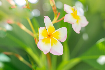 White plumeria on the plumeria tree,