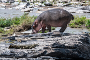 hippos in their water element and on the banks of the river with offspring 