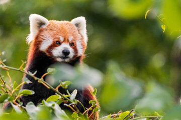 Fototapeta premium The red panda is larger than a domestic cat with a bear-like body and thick russet fur. The belly and limbs are black, and there are white markings on the side of the head and above its small eyes.