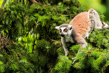 Obraz premium The ring-tailed lemur (Lemur catta) is a large strepsirrhine primate and the most recognized lemur due to its long, black and white ringed tail. It belongs to Lemuridae.