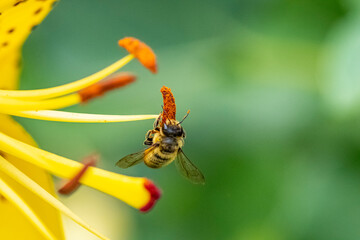 Biene und gelbe Lilie