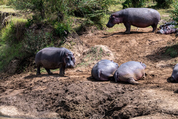 hippos in their water element and on the banks of the river with offspring 