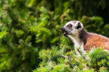 The ring-tailed lemur (Lemur catta) is a large strepsirrhine primate and the most recognized lemur due to its long, black and white ringed tail. It belongs to Lemuridae. © Ondrej Novotny