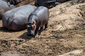 hippos in their water element and on the banks of the river with offspring 