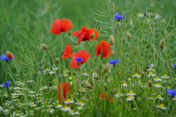 Fototapeta na wymiar The red poppy within the summer field