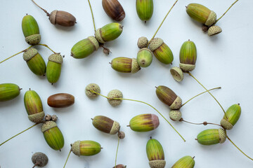 different acorns on white background.