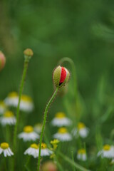 The red poppy within the summer field