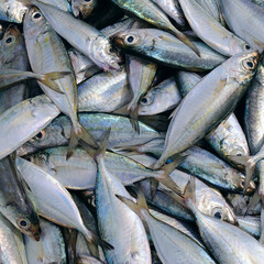 Obraz premium Catching fish. The Common roach