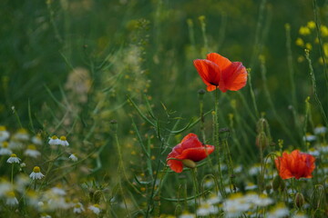 The red poppy within the summer field
