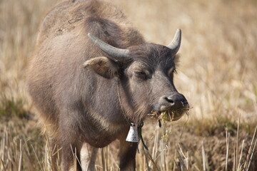 Close-up of Water Buffalo (Bubalus bubalis) grazing in ricefields Laos.
