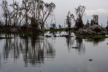 hippos in their water element and on the banks of the river with offspring 