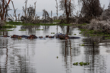 hippos in their water element and on the banks of the river with offspring 