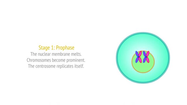 Stages of Mitosis phases animation. Cell division stages diagram. Anaphase, telophase, metaphase, pro metaphase, prophase, cytokinesis steps footage. With explanations. Draw, illustration video