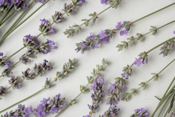 fresh lavender background. minimalistic style with flowers