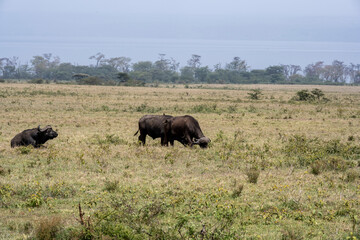 huge brown buffaloes slowly chew the green grass in the clearing 