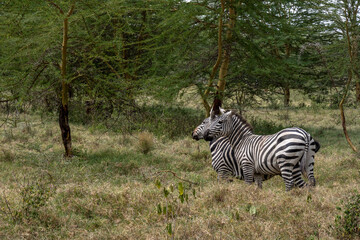 playful zebras combine food in a green meadow with love games and harassment 