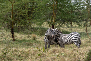 playful zebras combine food in a green meadow with love games and harassment 