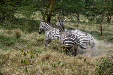 playful zebras combine food in a green meadow with love games and harassment 