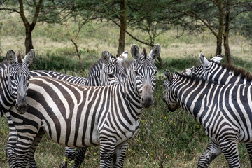 playful zebras combine food in a green meadow with love games and harassment 