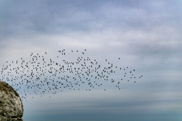 flock of birds in the sky