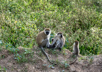 family of monkeys with offspring are resting near the road 