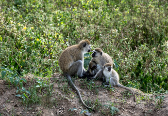family of monkeys with offspring are resting near the road 