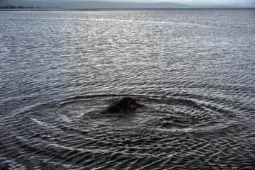 hippos in their water element and on the banks of the river with offspring 