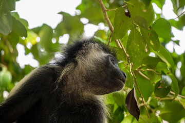 Angolan colobus climbed out of the tree for a meal