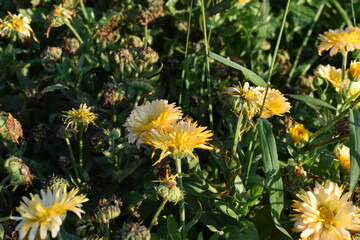 yellow flowers © Eryk