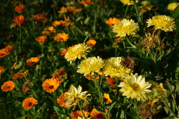 sidelong prospect yellow flowers