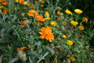 sided prospect flowers © Eryk