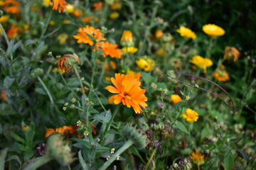 sided prospect flowers